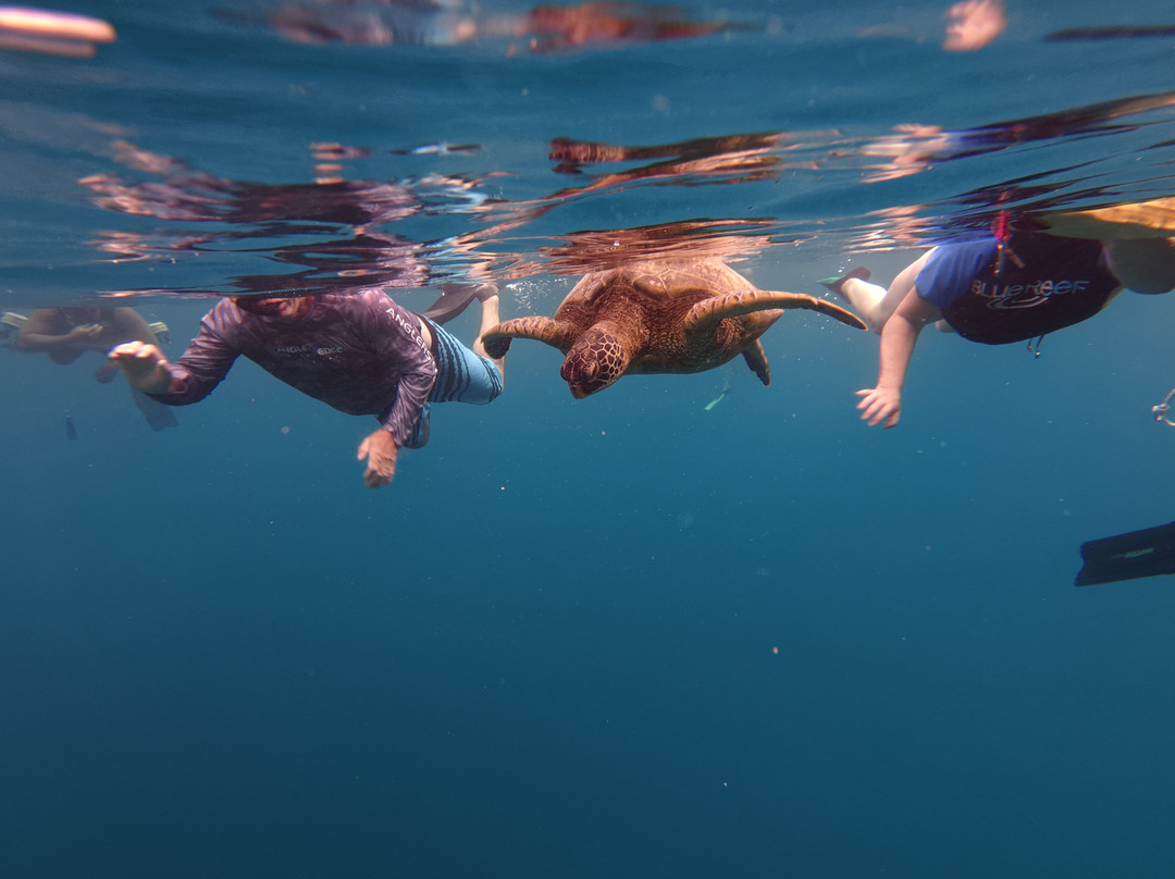 Go Local Cook Islands-堤堤卡维加必去景点