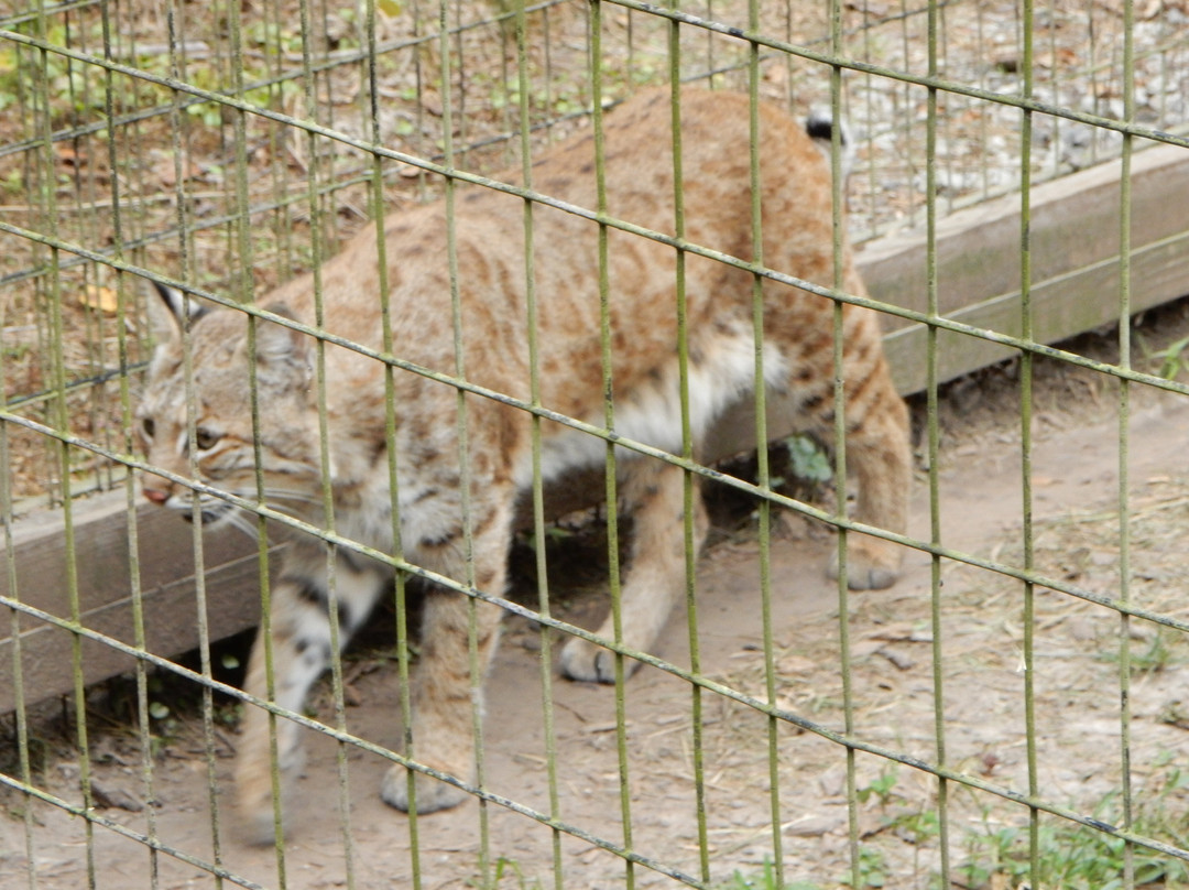 Baton Rouge Zoo-巴吞鲁日必去景点