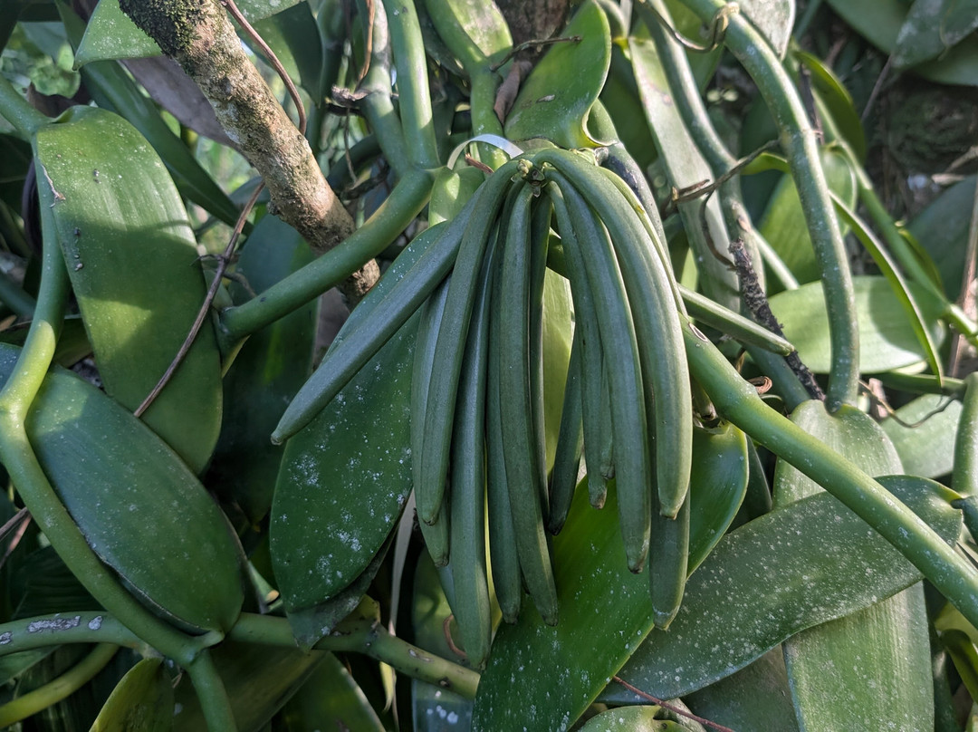 Kaz À Vanille-La Trinite必去景点