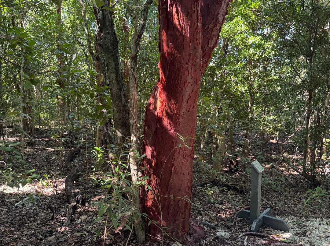 Windley Key Fossil Reef Geological State Park-伊斯拉摩拉达必去景点