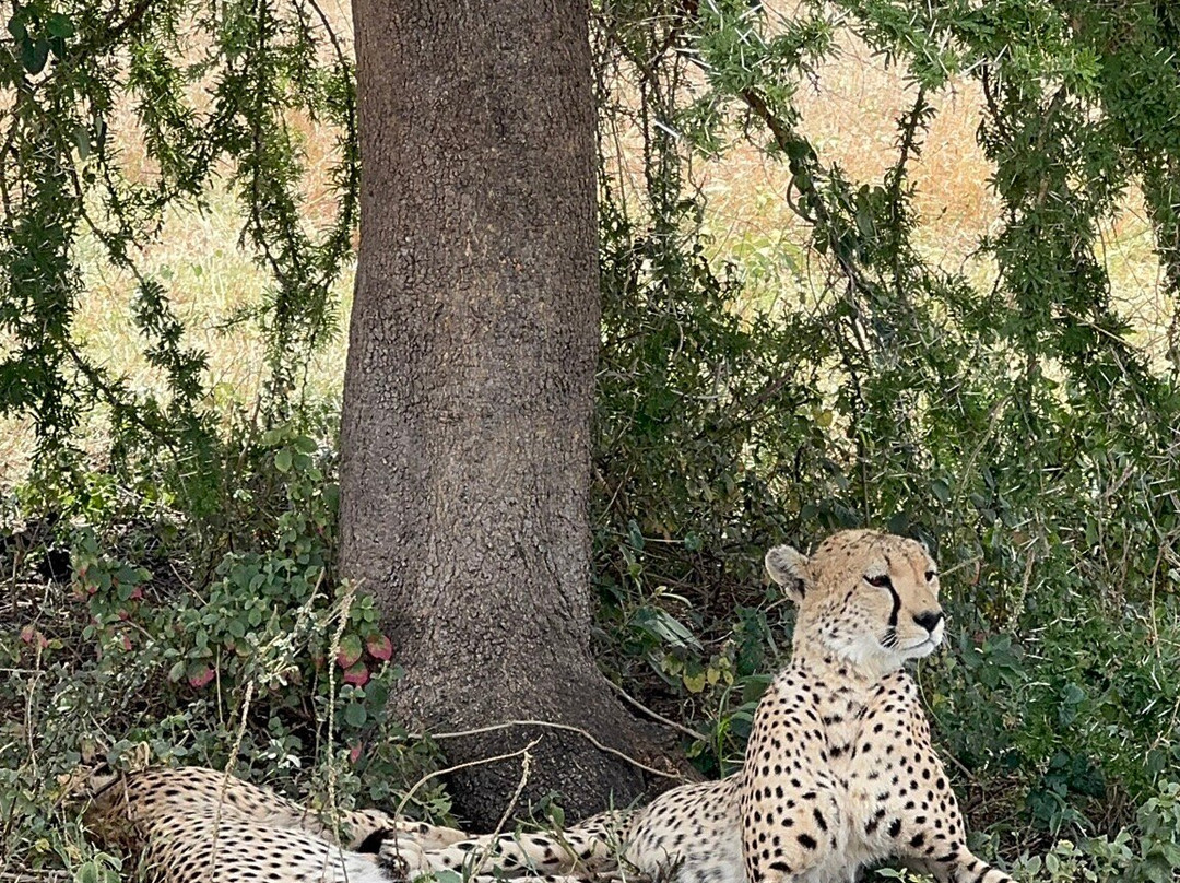 Ngatunga Tours-乞力马扎罗山国家公园必去景点