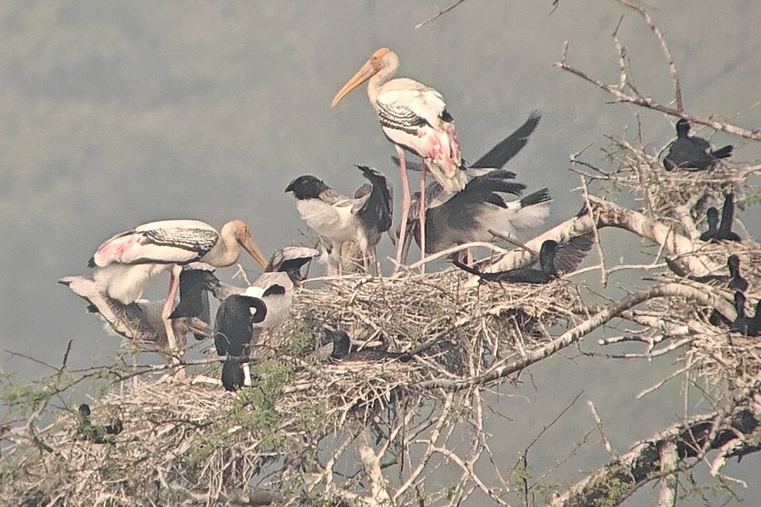 Bharatpur Bird Sanctuary-巴拉特浦必去景点