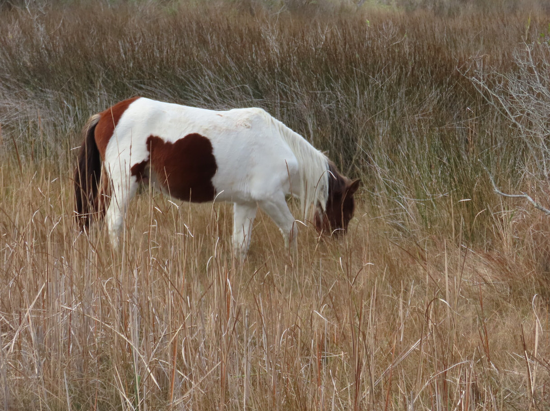 Assateague State Park-Berlin必去景点
