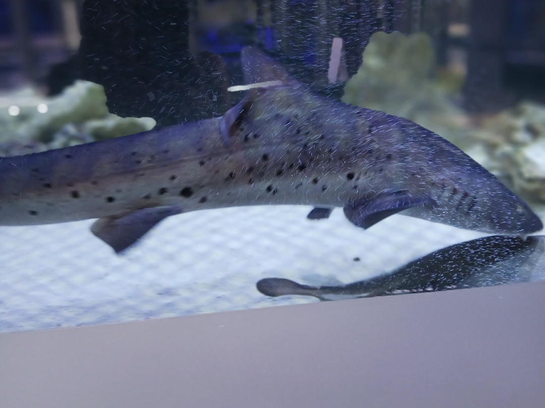 Boca Aquarium-博卡拉顿必去景点