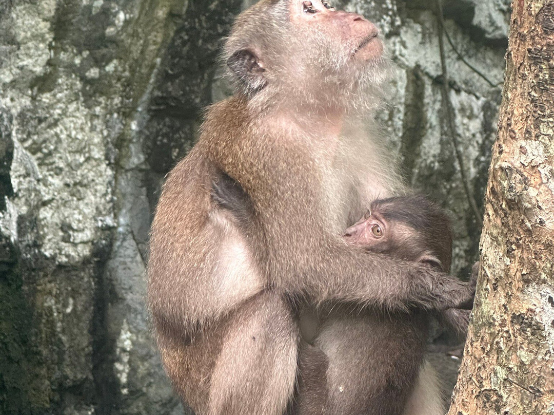 Langkawi Mangrove Tour by Hasfary Travel & Tours-兰卡威必去景点