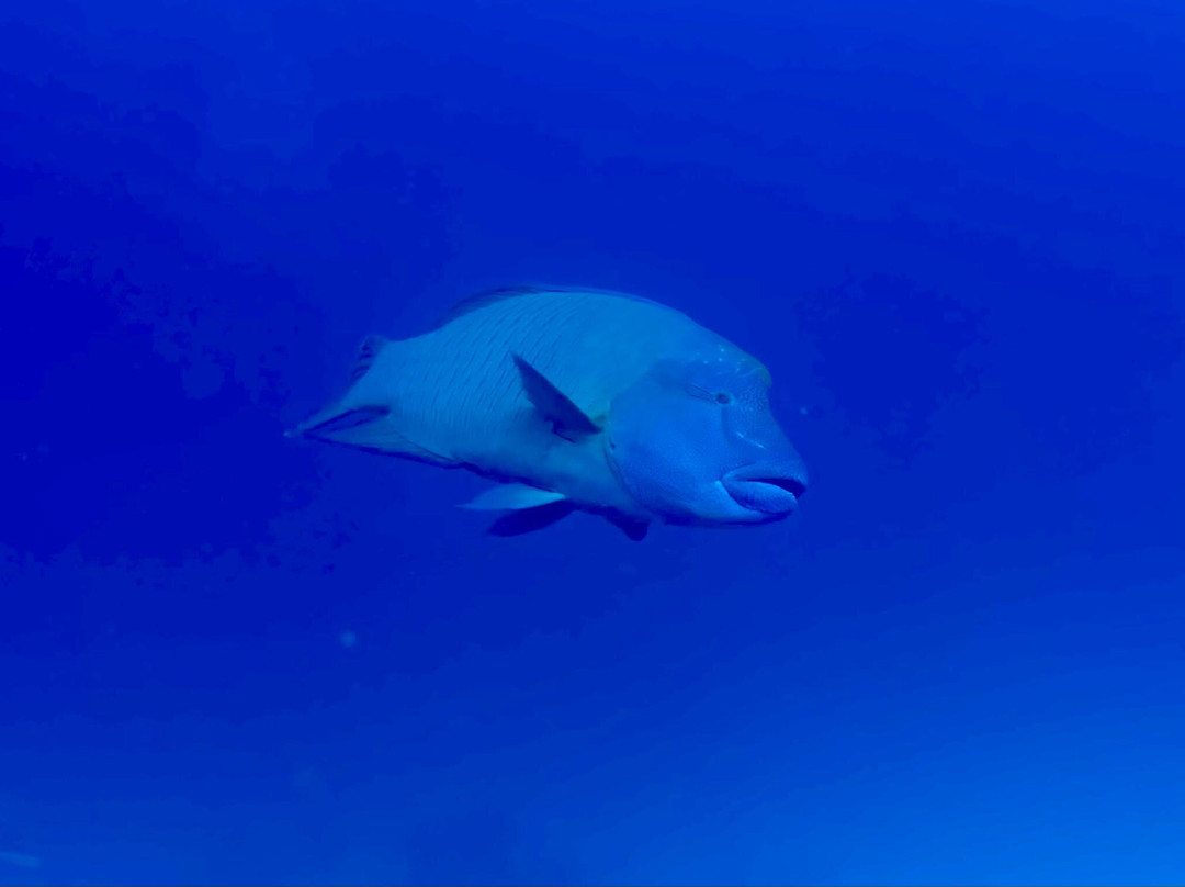 Family Divers Maldives-拉斯胡必去景点