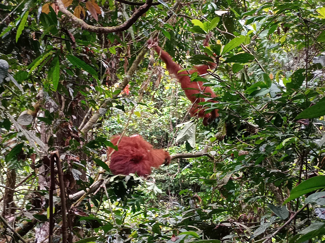 Explore Sumatra Orangutan-武吉拉旺必去景点