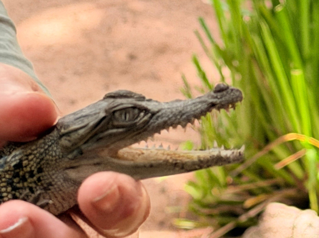 Selina Magnetic Island & The Koala Park-Horseshoe Bay必去景点