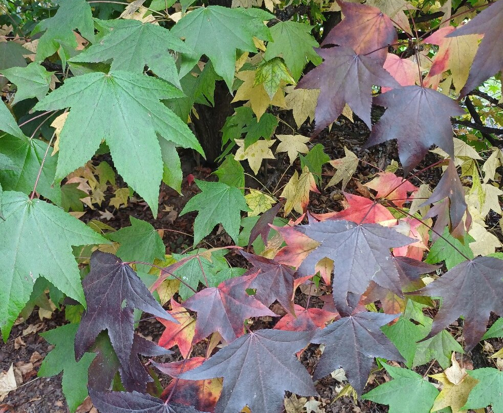 Parco Papa Giovanni Paolo Ii-塞雷尼奥必去景点