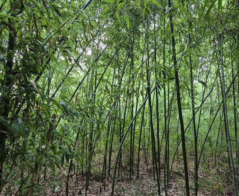 Bamboo plantation-连科兰必去景点