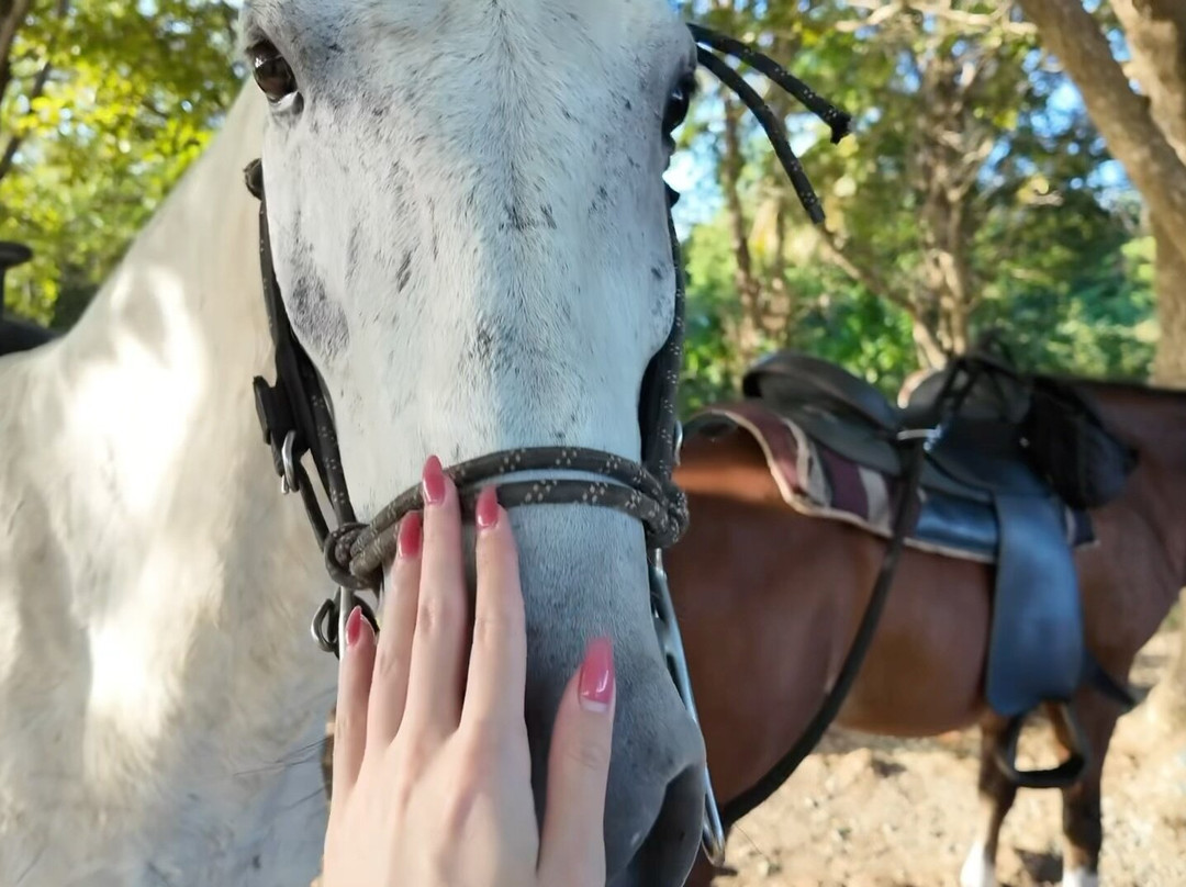 Jurutungo Farm-Florida必去景点