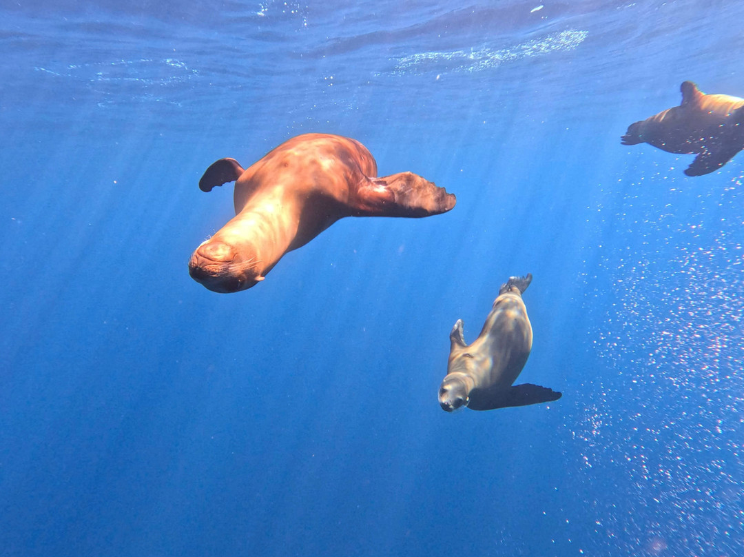 Magbay Seafaris-Puerto San Carlos必去景点