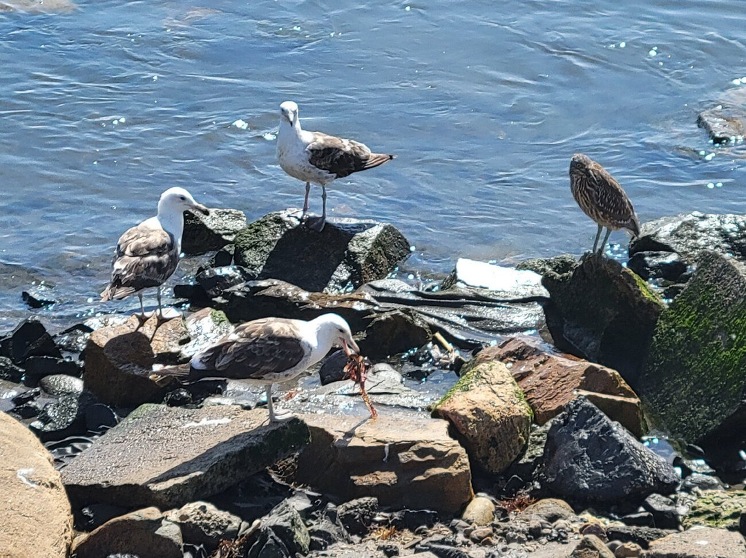 Puerto de Coquimbo-Coquimbo必去景点