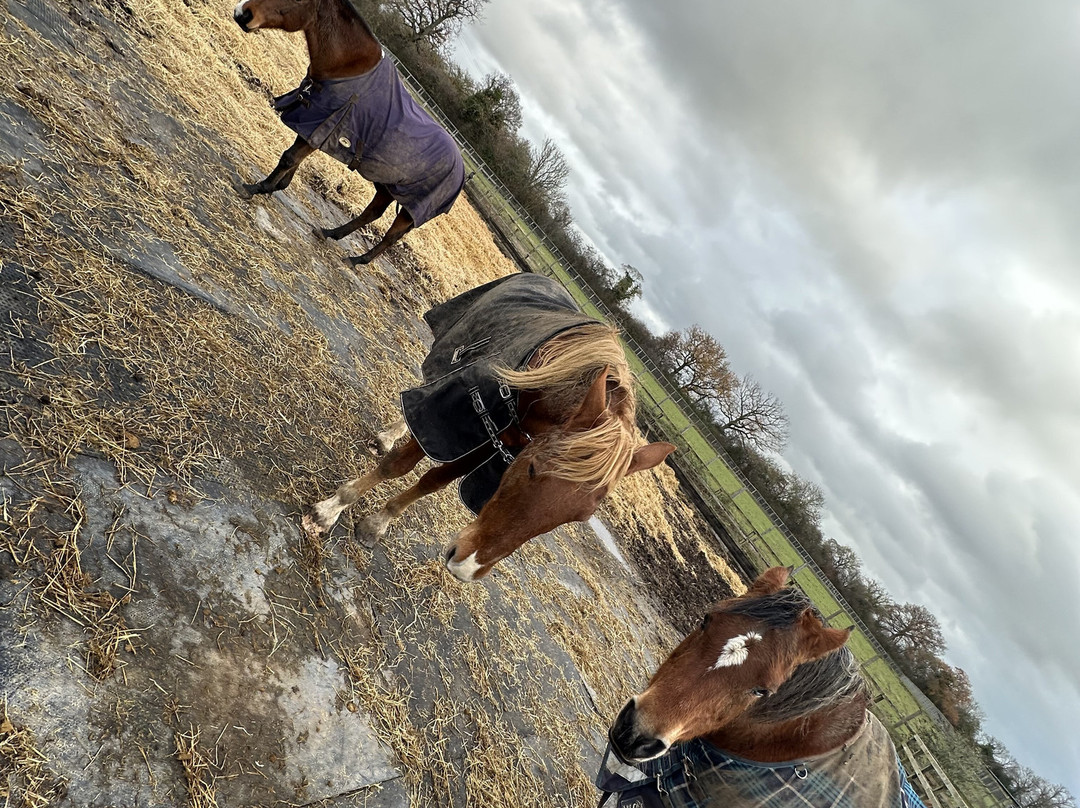 Redwings Ada Cole-Nazeing必去景点