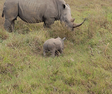 Steri Tours and Travel-内罗毕必去景点