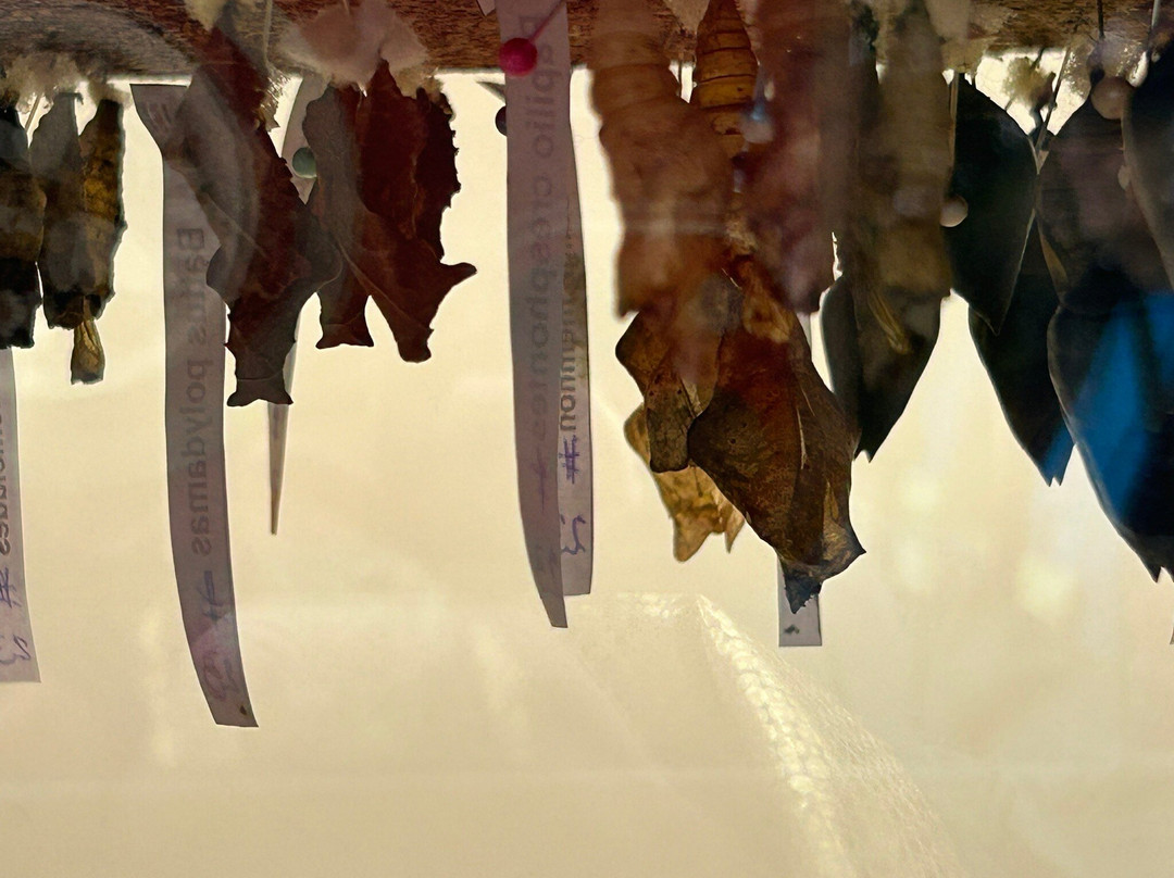 The Leaf-温尼伯必去景点