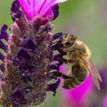 Lavendelbee