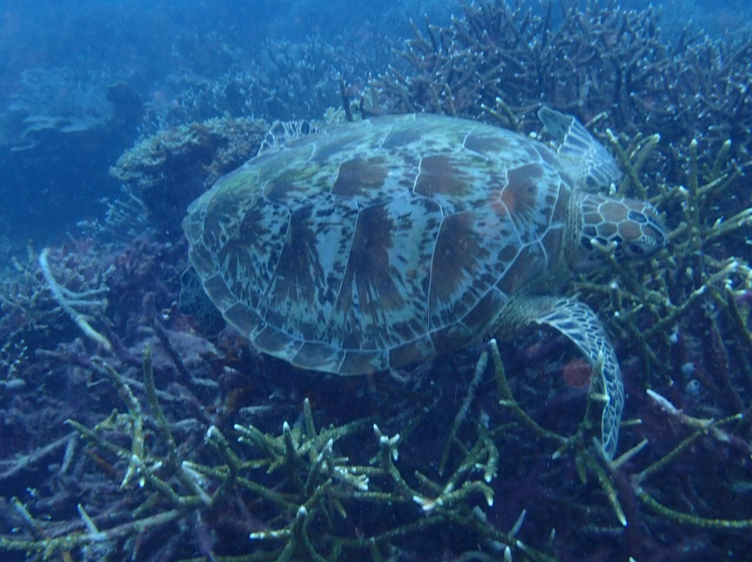 NEREN Diving Komodo-Labuan Bajo必去景点