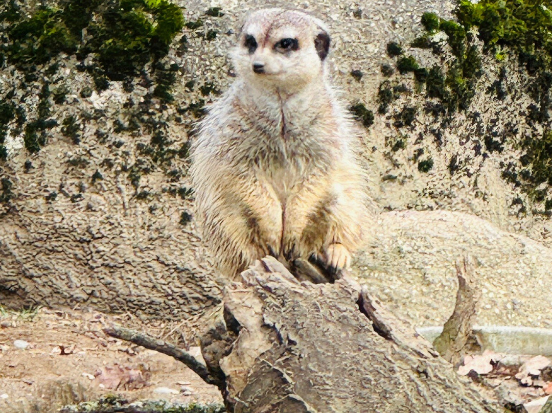 Zoo Basel-巴塞尔必去景点