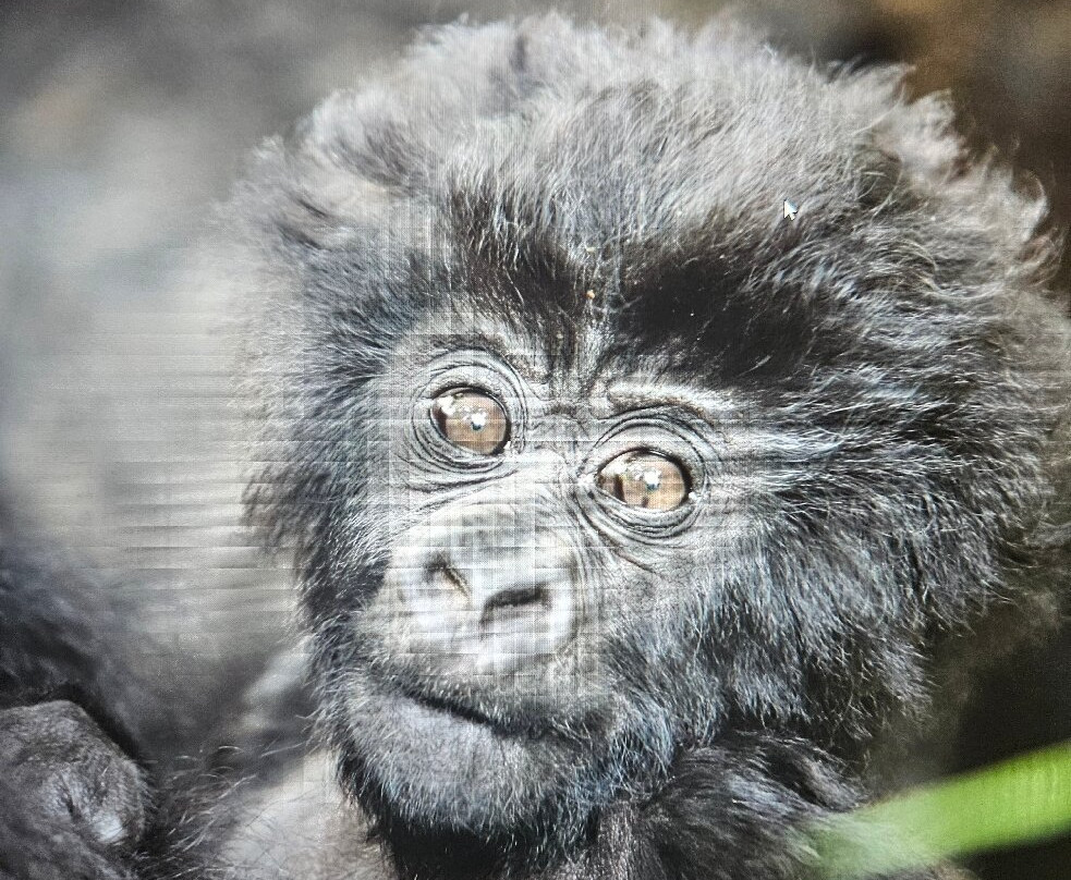 ENCHANTED UGANDA SAFARIS-Fort Portal必去景点