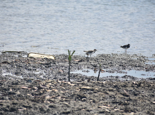 Rivulet Terre Rouge Estuary Bird Sanctuary-路易士港必去景点