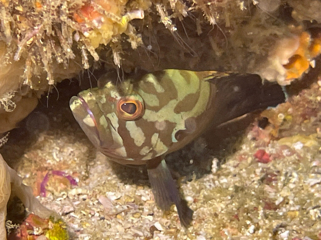 French Kiss Divers-妈妈拍丝瓜岛必去景点