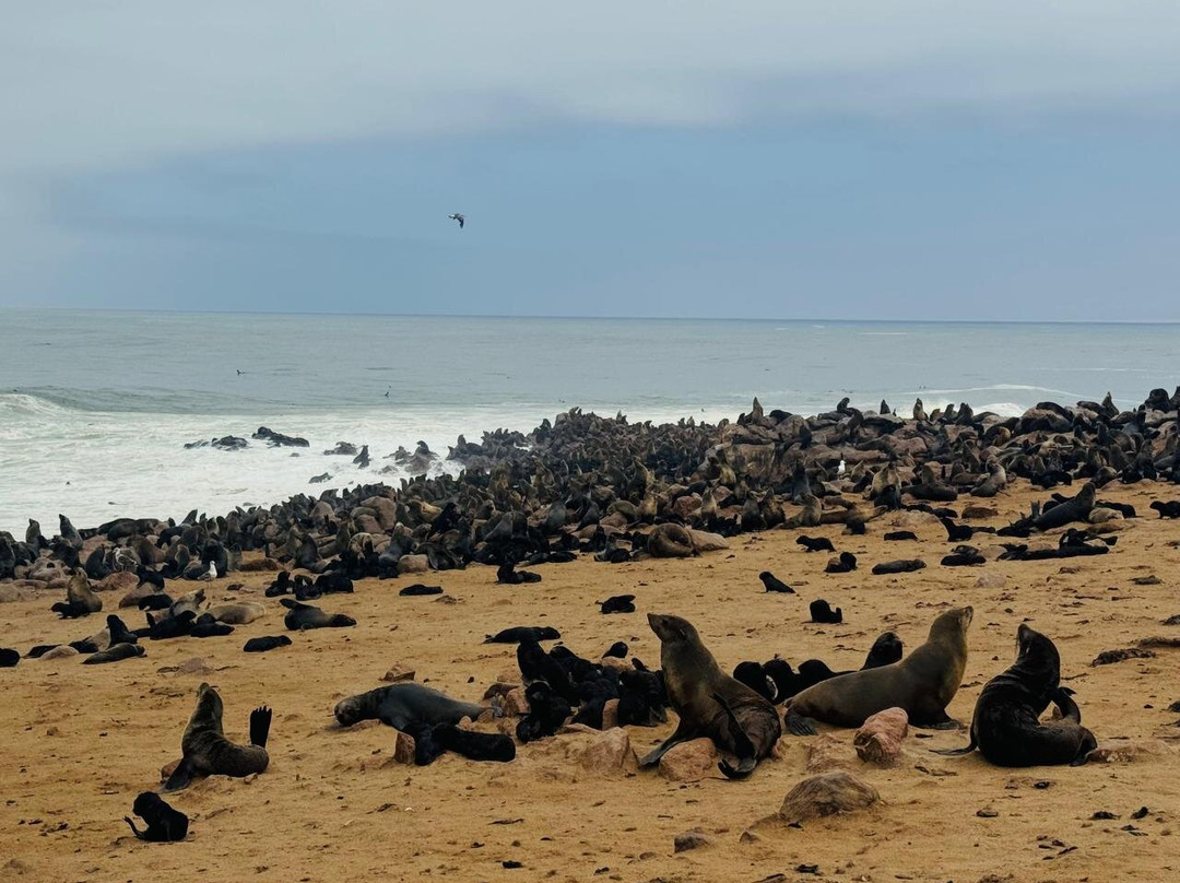 Cape Cross-Erongo Region必去景点