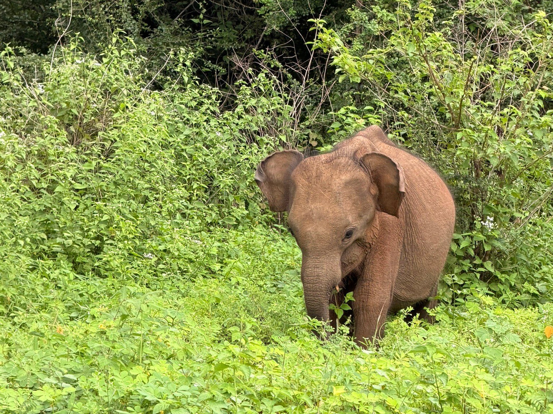 Niluka Safari-乌达瓦拉瓦必去景点