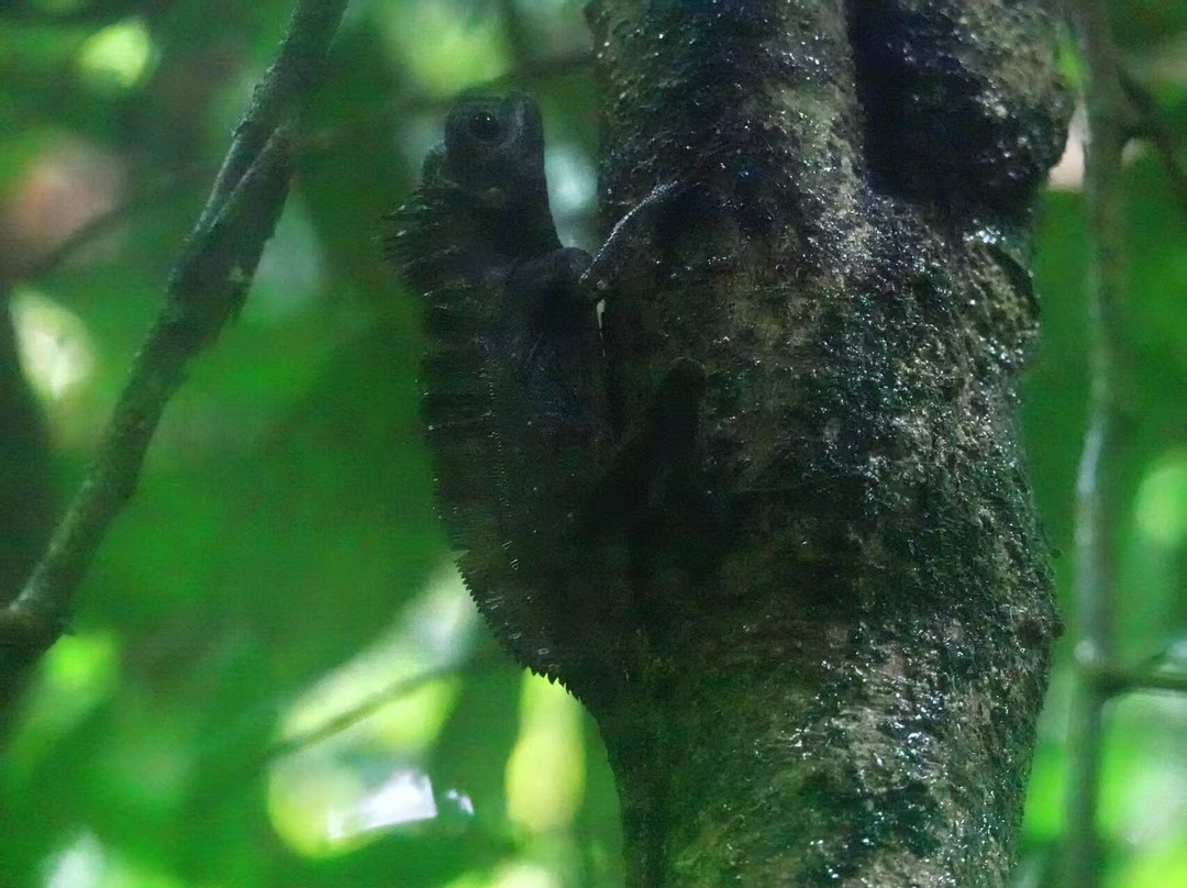 SUMECO (Sumatra Ecoproject)-武吉拉旺必去景点