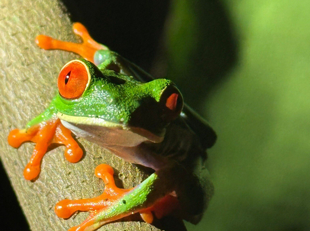 Frog's Paradise-Bijagua de Upala必去景点