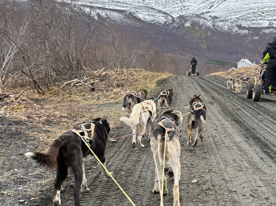 Northern Light Dog Adventure-Nordkjosbotn必去景点