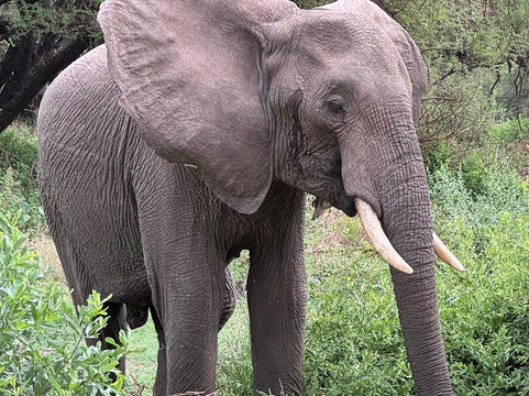 Ahsante Tours-莫西必去景点