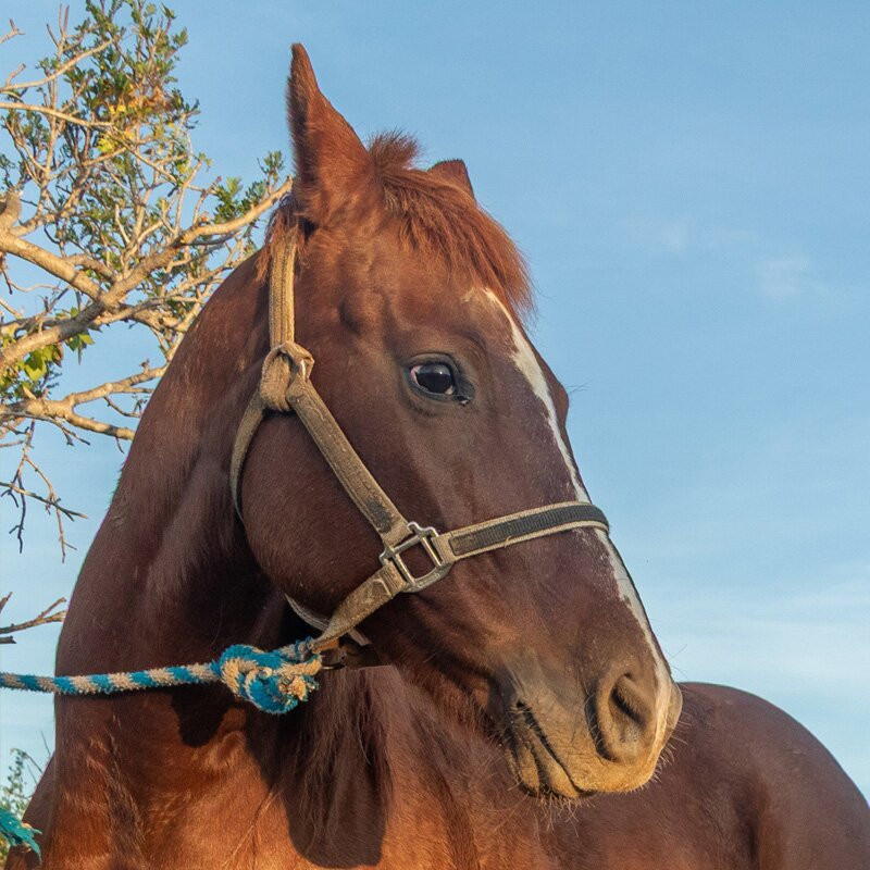 Cerritos Cowboy-Playa Cerritos必去景点