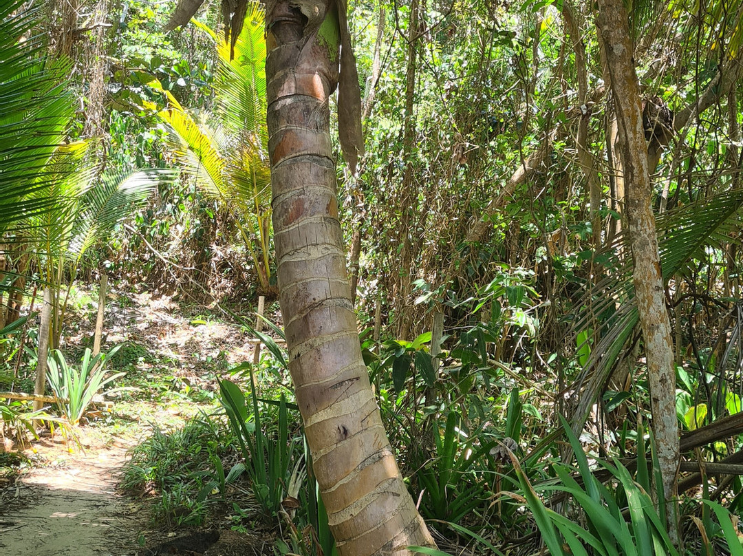 Trilha das Quatro Praias-Itacare必去景点