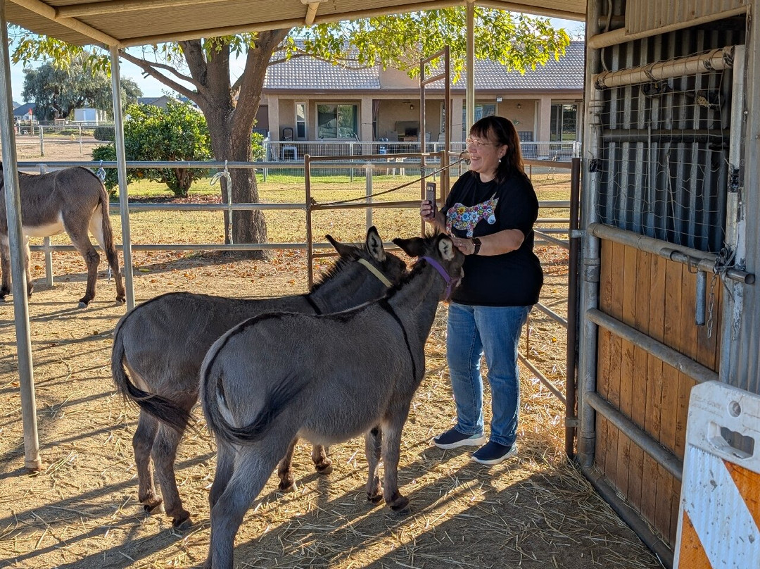 Desert Donkey Experiences-Queen Creek必去景点