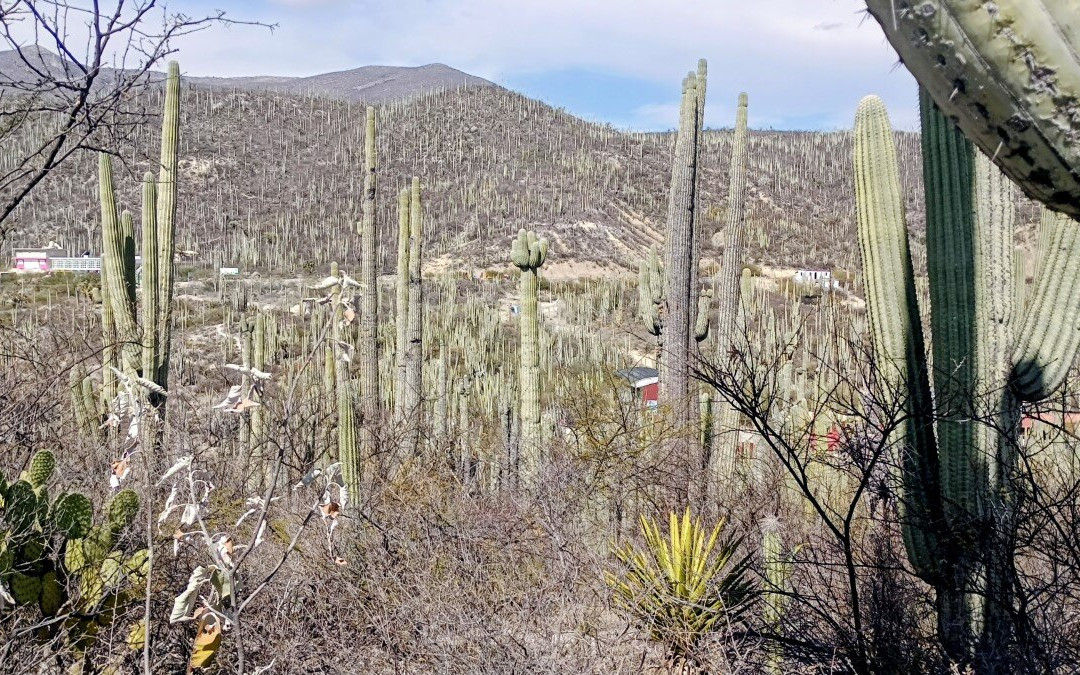 Tehuacan-Cuicatlan Biosphere Reserve-Tehuacan必去景点