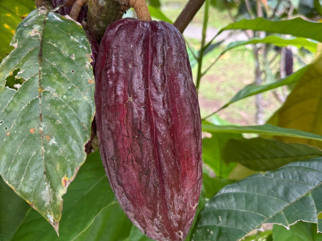 Cafe & Cacao Tour Bijagua-Bijagua de Upala必去景点