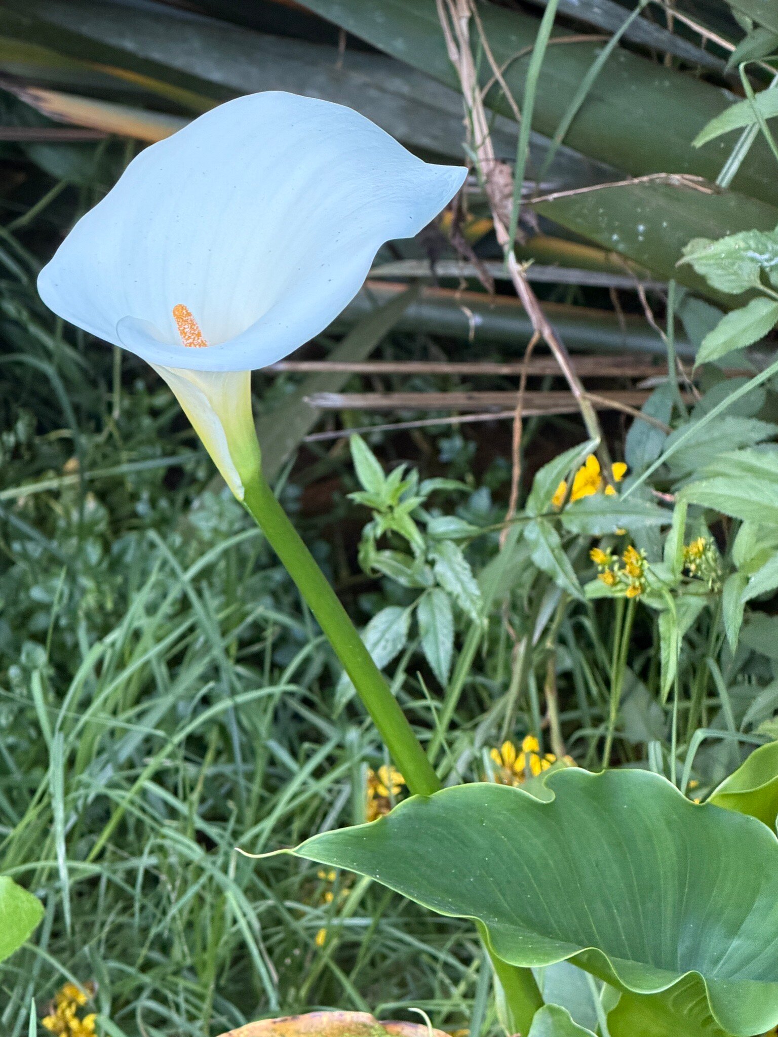 Savegre Hotel Natural Reserve & Spa-官方