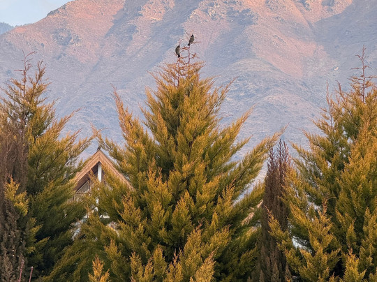 Rah Bagh By The Orchard主图