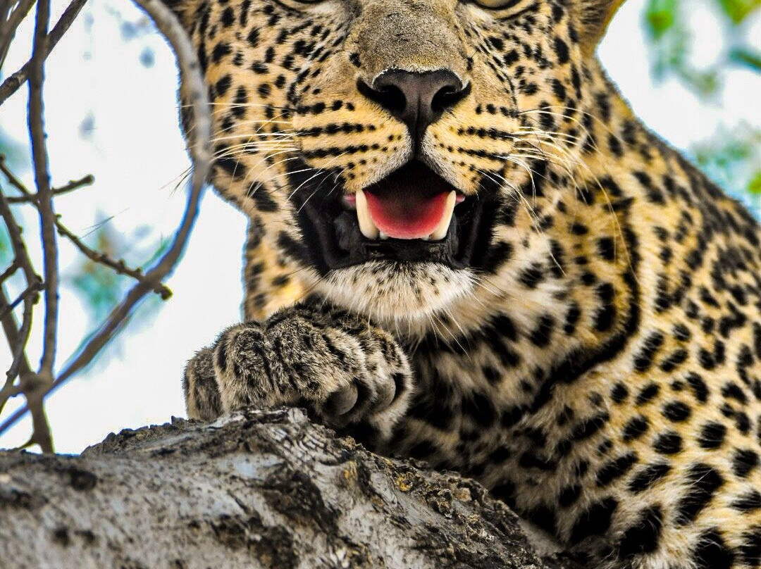 Pangolin Photo Safaris-卡萨尼必去景点