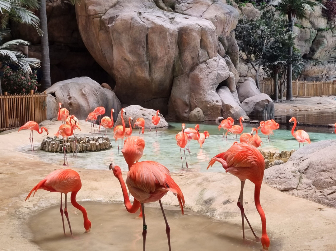 SeaWorld Yas Island Abu Dhabi-阿布扎比必去景点