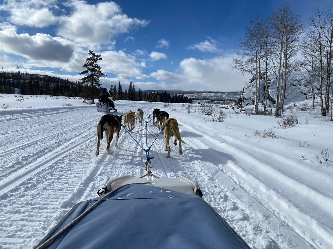 Grizzle-T Dog & Sled Works-斯廷博特斯普林斯必去景点