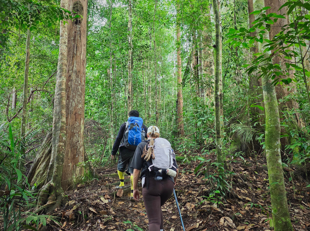 Sumatra Orang Utan Treks-武吉拉旺必去景点