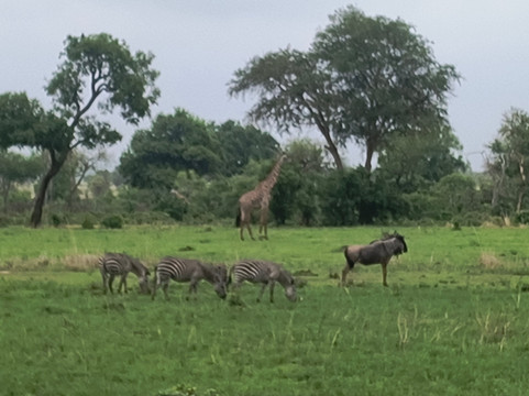 Mikumi Car Rental Safaris-Dar es Salaam必去景点