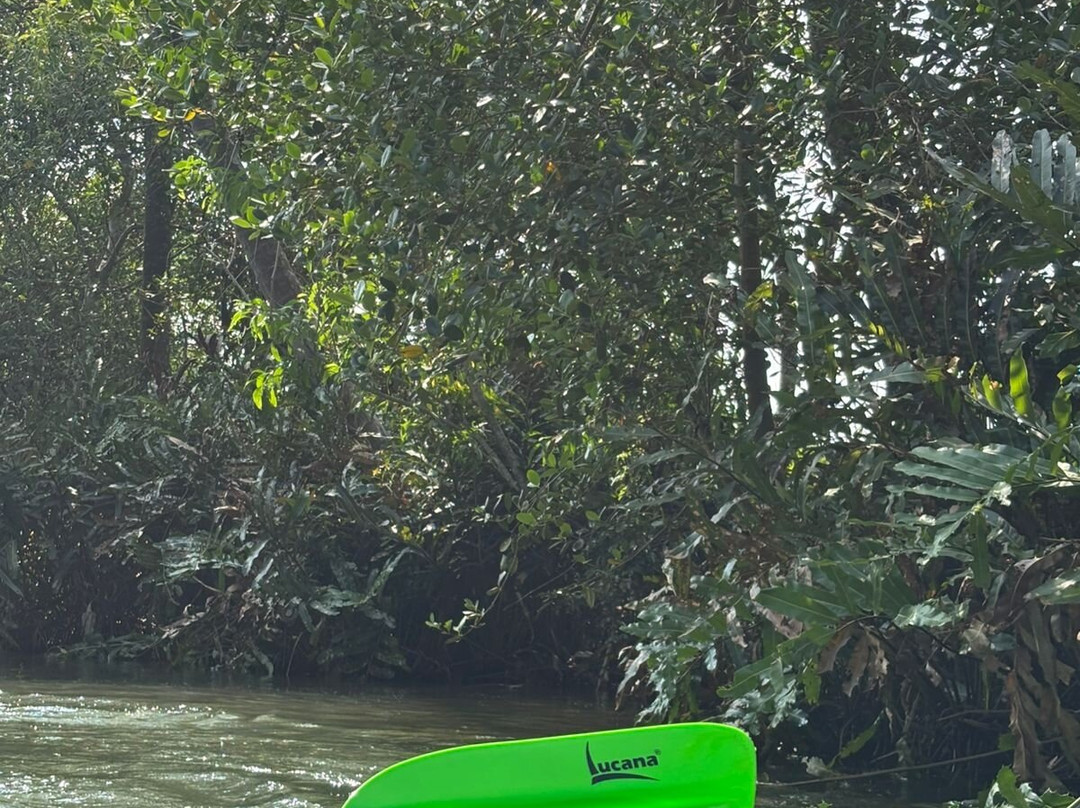 Mangrove Forest Kayaking Varkala-Paravur必去景点