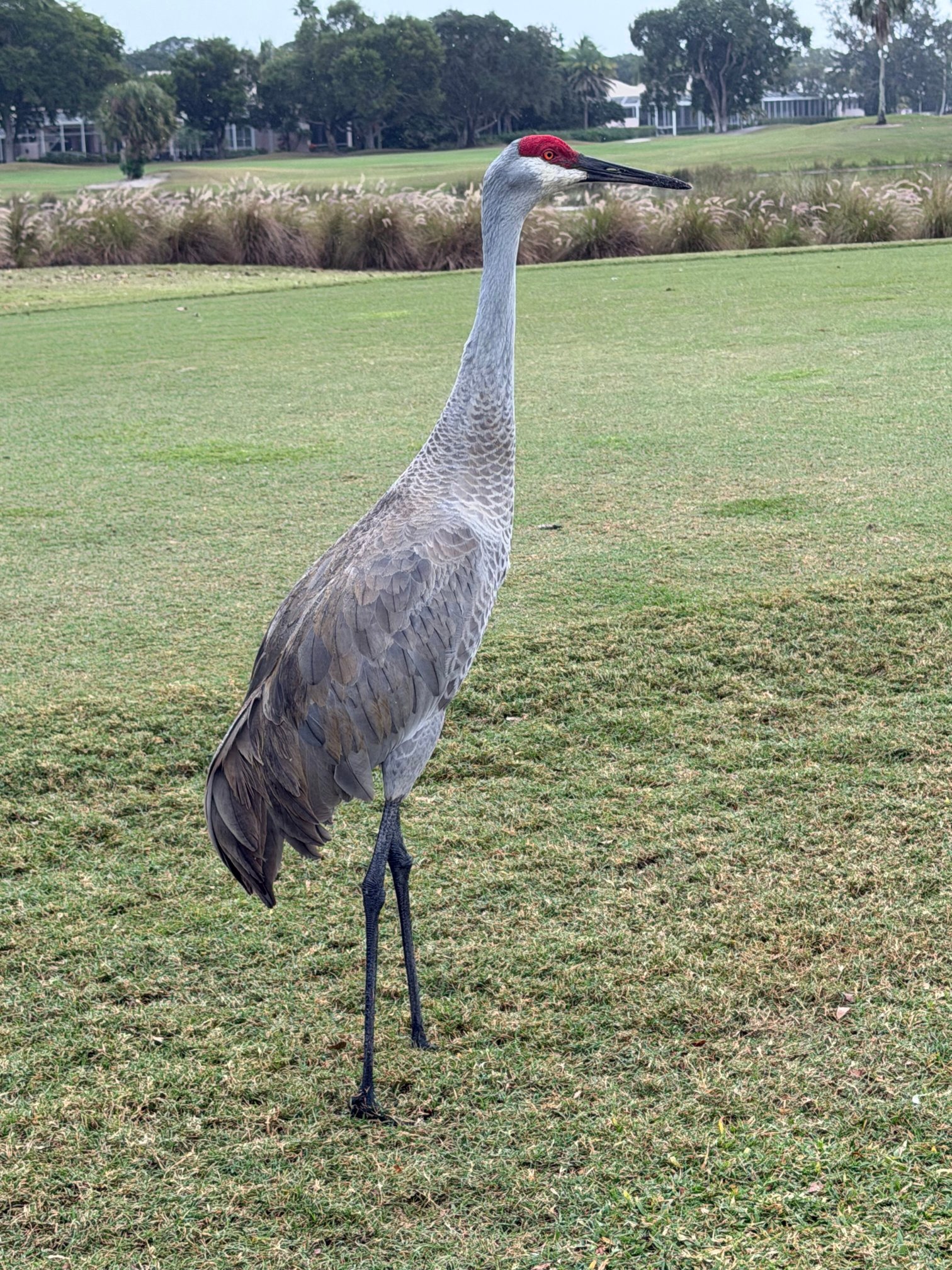 普咖国家度假村-官方