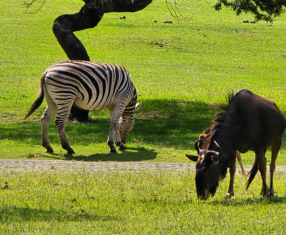 Olivewood Private Estate & Golf Club-东伦敦必去景点