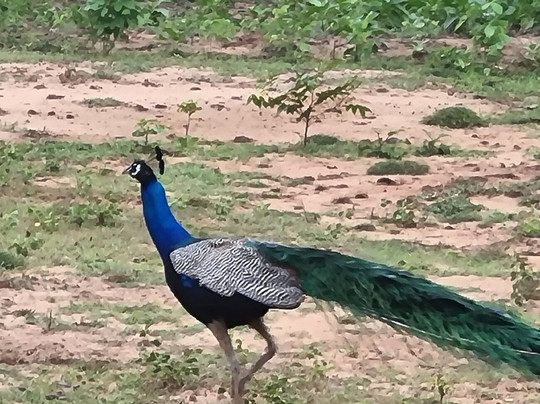 MySL Travel-科伦坡必去景点