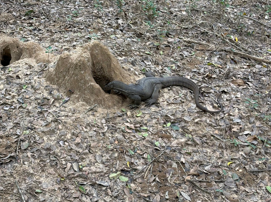 Sweet Home – Wilpattu Safari (Shared & Private), Traditional Cooking Classes, Tours & Homestay-阿努拉德普勒圣城必去景点