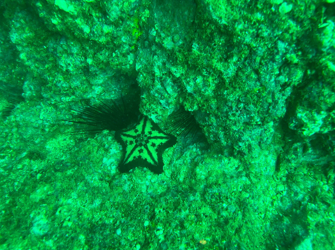 SCUBA Diving at Summer Salt Dive Center-Playas del Coco必去景点